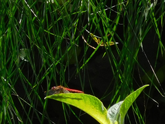 Sympetrum gilvum