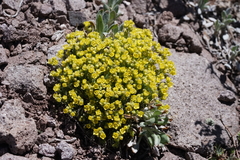 Draba densifolia