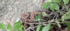 Vipera aspis zinnikeri