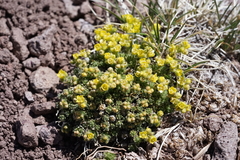 Draba densifolia