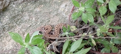 Vipera aspis zinnikeri