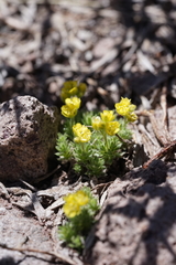 Draba densifolia