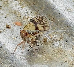 Bothriocera maculata