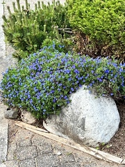Lithodora