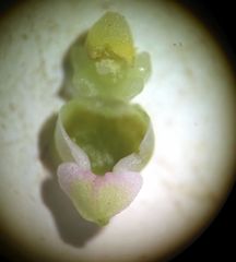 Epipactis bugacensis rhodanensis