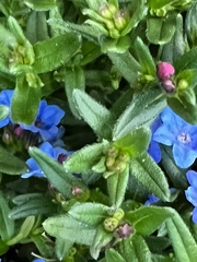 Lithodora