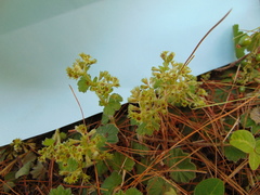 Alchemilla pectinata