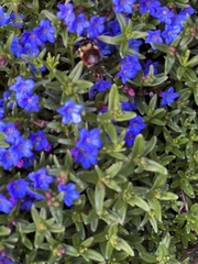 Lithodora