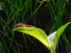 Sympetrum gilvum