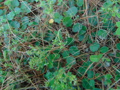 Alchemilla pectinata