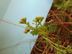 Alchemilla pectinata