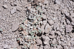 Eriogonum rosense