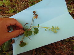 Alchemilla pectinata