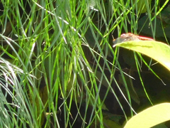 Sympetrum gilvum