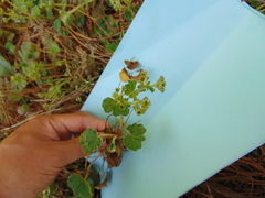 Alchemilla pectinata