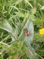 Eristalini