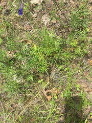 Delphinium treleasei