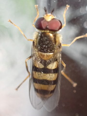 Eupeodes americanus