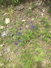 Delphinium treleasei