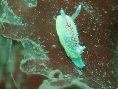 Diaphorodoris luteocincta