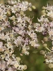Heracleum sphondylium sphondylium