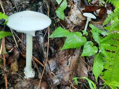 Amanita elliptosperma