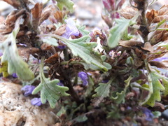 Dracocephalum foetidum