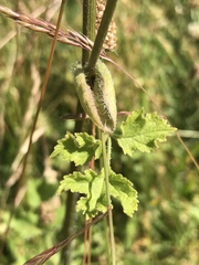 Heracleum sphondylium sphondylium