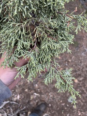 Juniperus occidentalis