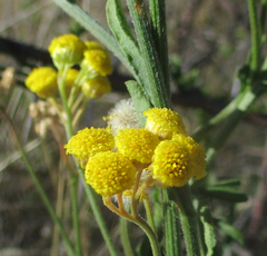 Nidorella resedifolia