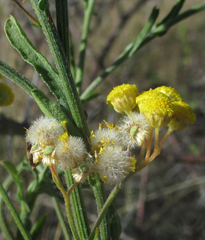 Nidorella resedifolia