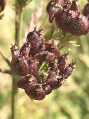 Heracleum sphondylium sphondylium
