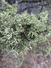 Juniperus occidentalis