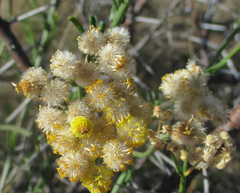 Nidorella resedifolia