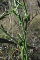 Nidorella resedifolia