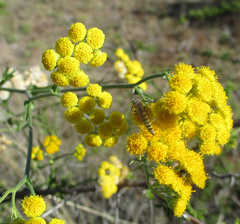 Nidorella resedifolia