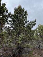Juniperus occidentalis