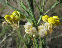 Nidorella resedifolia