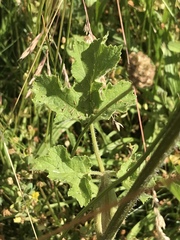 Heracleum sphondylium sphondylium