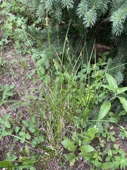 Carex occidentalis