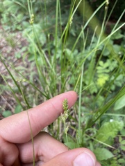 Carex occidentalis
