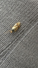 Deraeocoris flavilinea