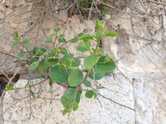 Capparis zoharyi