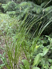 Carex occidentalis