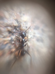 Pheidole latinoda