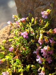 Chaenorhinum origanifolium crassifolium