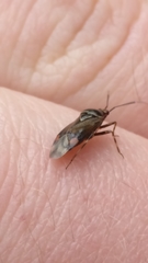 Deraeocoris flavilinea