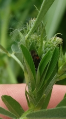 Deraeocoris flavilinea