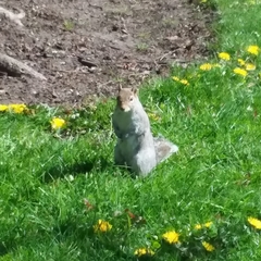Sciurus carolinensis