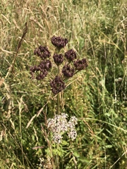 Heracleum sphondylium sphondylium